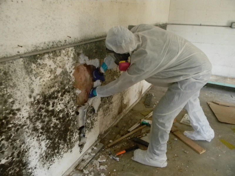 http://dampmaster.co.uk/wp-content/uploads/2023/03/Mold-Removal-Remediation-Kahului-Maui-1.jpg